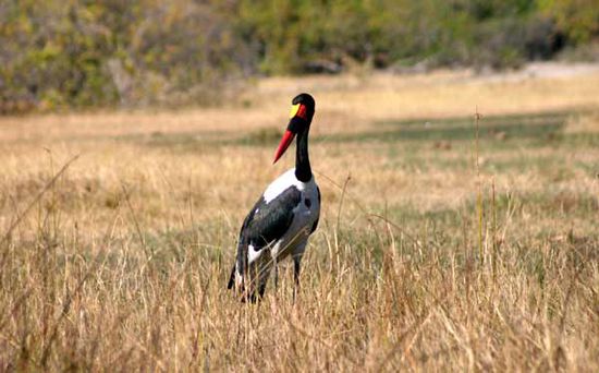 Ein bunter Vogel, genannt "Saddle billed Stork" wartete in diesem knöcheltiefen Wasser auf Beute.