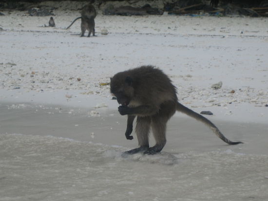 Monkey Bay