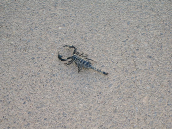 Der hier ist uns auf der Strasse entgegengekommen.