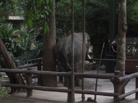 Potschi war wieder gemein zu mir. Er hat gesagt, der Elefantenarsch ist zierlicher als meiner. Ich glaub ich schlag unten an der Treppe vorm Tempel mein Zelt auf.......