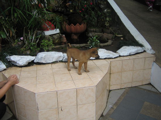 Hunde und Katzen laufen auch hier ueberall rum. Manche sind ganz schoen niedlich, so wie der Kleine hier.