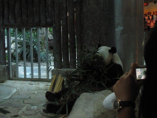 Pandas haben immer Hunger