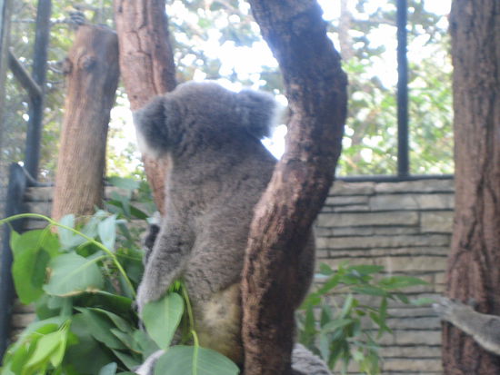 Die Koalas hatten wohl keinen Bock aufs Fotoshooting