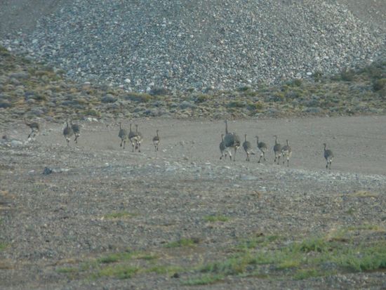 Nandus auf der Ruta 40