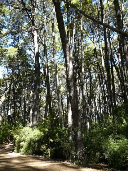 Riesenbaueme im Llao llao NP