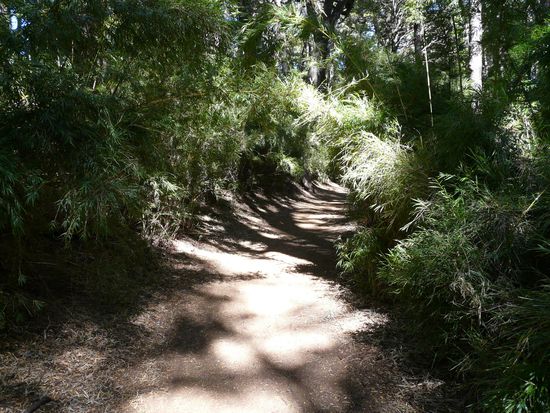 Weg mit Bambus im Llao llao NP