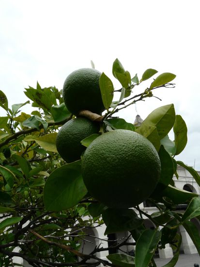 Caipi-Zutaten wachsen an der Strasse