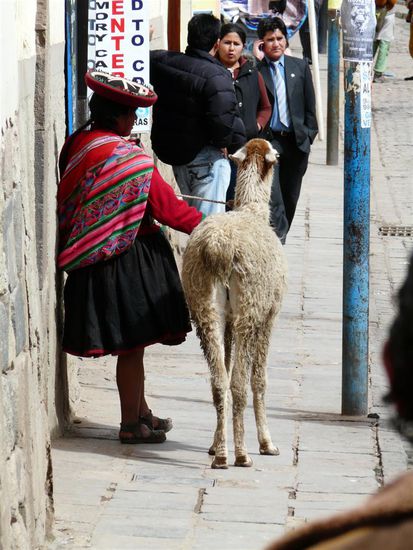 Llama-Frau in den Strassen von Cusco