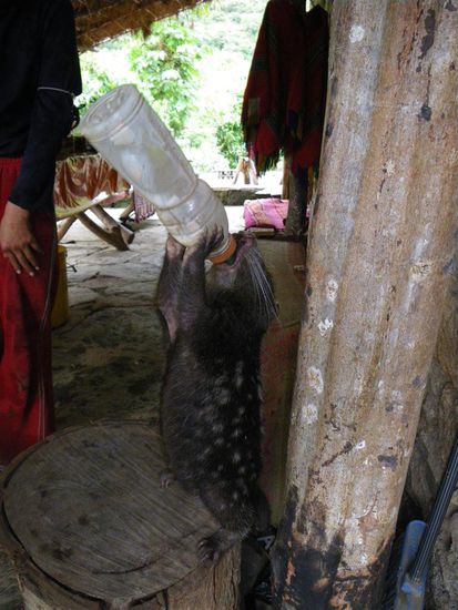 Erste Pause im Dschungel...eins der lustigen Haustiere