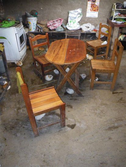 Meerschweinchen unter dem Kuechentisch