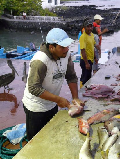 Die Fischer hatten immer hungrige Zaungaeste...heute mal Pelikane