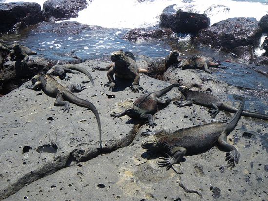 Die Meerechsen sind schwarz, da sich die Tiere nach ihren Tauchgängen im Meer schnell wieder erwärmen müssen, um erneut im Meer Nahrung suchen zu können. Sie fressen fast ausschließlich marine Algen und Tange. Das mit der Nahrung aufgenommene überschüssige Salz scheiden sie durch Chloridzellen in Drüsen an den Nasenlöchern aus. Das sieht sehr lustig aus! Ausgewachsene Männchen werden bis zu 1,3 Meter lang, während die Weibchen mit 60 Zentimetern nur halb so lang werden.