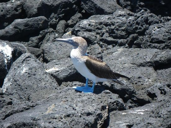 Der Blaufußtölpel (Sula nebouxii) ist ein tropischer Meeresvogel mit einem äußerst merkwürdigen Aussehen. Seinen Namen verdankt er seinen blauen Füßen (Blaufuß...) und seiner scheinbaren Ungeschicklichkeit (...tölpel); der Blaufußtölpel ist allerdings ein gewandter Flieger und Taucher beim Beutefang. Blaufußtölpel sind mit ihren 80 Zentimeter Länge etwa so groß wie Gänse. Weibliche Tölpel sind in der Regel größer und schwerer als Männchen. Ihr Gewicht liegt bei ungefähr 1,5 kg.