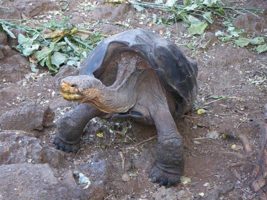 die erste Begegnung mit Riesenschildkroeten