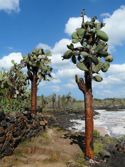 halb Kaktus, halb Baum...in jungen Jahren nur Kaktus