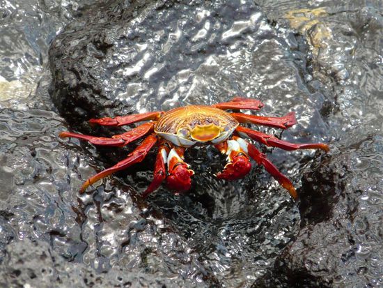 Die rote Klippenkrabbe (Grapsus grapsus)  ist charakteristisch für die Galapagosinseln, wo sie auch Zayapa genannt wird und sehr zahlreich anzutreffen ist. Die Jungtiere sind schwarz gefärbt, während sich erwachsene Exemplare durch eine braune bis rötliche Färbung auszeichnen.
