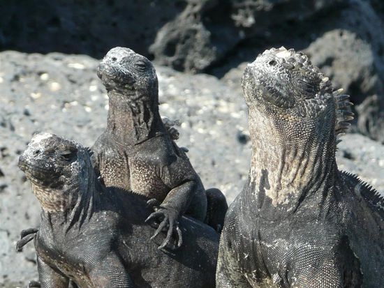 Meerechsenfamilie beim ausgiebigen Sonnenbaden
