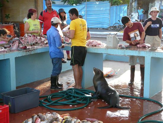...heute waren die Seeloewen betteln...