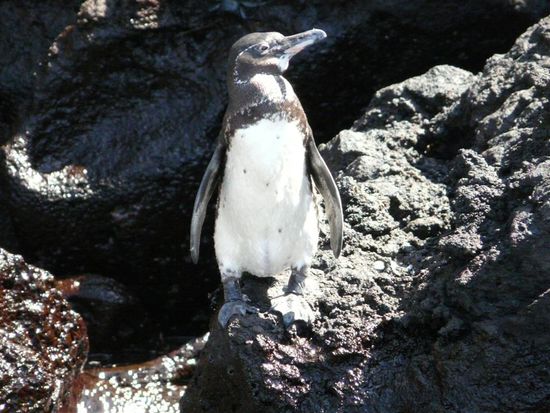 Der Galápagos-Pinguin (Spheniscus mendiculus) ist eine von vier Arten der Gattung der Brillenpinguine. Er kommt weltweit nur auf den Galápagos-Inseln vor und ist mit ca. 1.200 Individuen (Stand: 2004) die seltenste Pinguinart. Er ist vom Aussterben bedroht.
