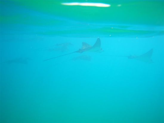 Adlerrochen (Myliobatidae) sind sehr große Rochen, die nicht auf dem Bodengrund, sondern auf hoher See in tropischen und subtropischen Regionen leben.
Kopf, Rumpf und die flügelartigen Brustflossen ergeben eine rautenähnliche Form. Der peitschenartige Schwanz ist lang und trägt meistens einen Giftstachel.
Adlerrochen bewegen sich durch wellenförmige Auf- und Abbewegungen der Brustflossen vorwärts. Sie fressen Schnecken, Muscheln und Krebstiere und zerquetschen die Schalen mit den extrem harten Zähnen.