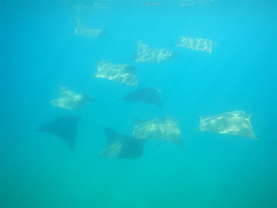 eine weitere Rochenart