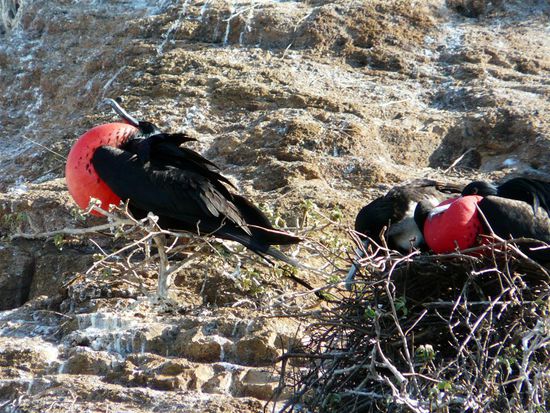 Die Fregattvögel (Fregatidae, Fregata) sind in den Tropen und Subtropen verbreitete Hochseevögel. Bekannt sind sie für den aufblasbaren roten Kehlsack der Männchen sowie ihre Fähigkeit, andere Vögel zu attackieren und ihnen die Beute abzujagen.
