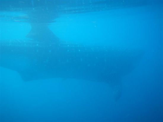 Der Walhai (Rhincodon typus) ist der größte aller noch lebenden Haie und der größte lebende bekannte Fisch.
Das bisher längste gemessene Exemplar war 13,7 m lang. Walhaie können ein Gewicht von über 12 Tonnen erreichen. Trotz ihrer beachtlichen Größe sind sie für den Menschen absolut ungefährlich. Unfallgefahr besteht hoechstens durch die enorme Kraft und Größe der Tiere.