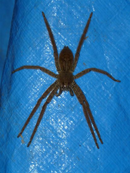 Einen Artgenossen dieser Spinne haben wir in unserer Huette erschlagen!
