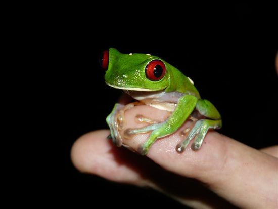 Rotaugenbaumfrosch (eigenwillige Direktuebersetzung)