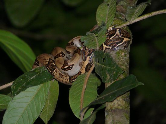 Boa constrictor
