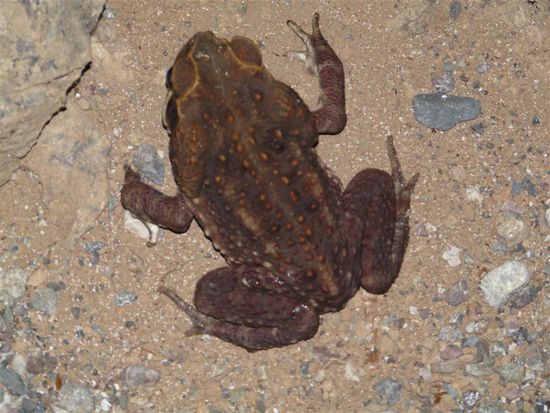 Smokie: Giftfrosch