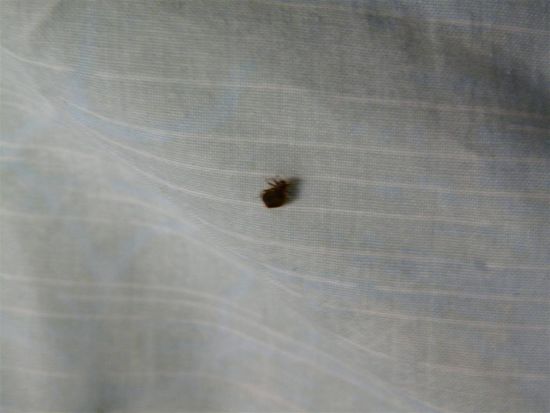 Bettwanzenalarm im Wanzennest...toller Start