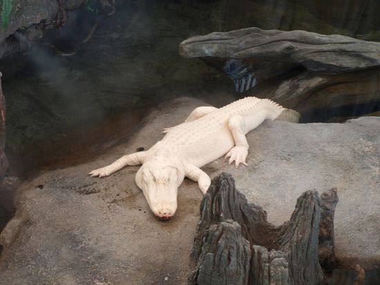 Amerikanischer Albinoalligator.