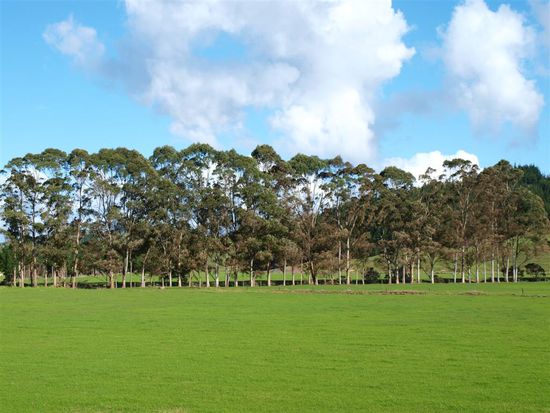 Hier mal Kuh sein und richtig grasen...