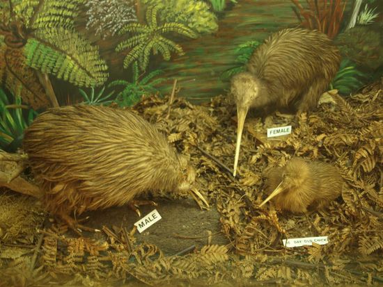 Das sind die anderen Kiwis...