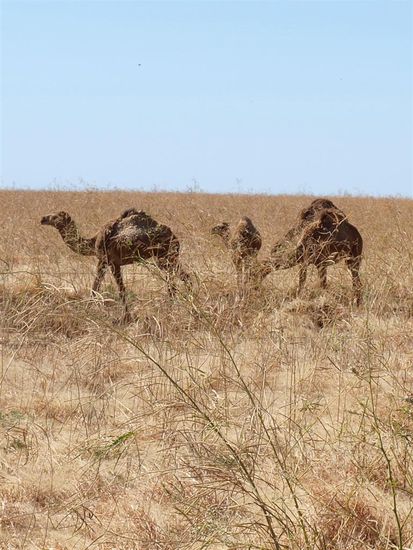 Wilde Kamele. Sie wurden frueher als Lasttiere benutzt und dann freigelassen. Es gibt ca. 60000 freilebende Kamele in Australien.