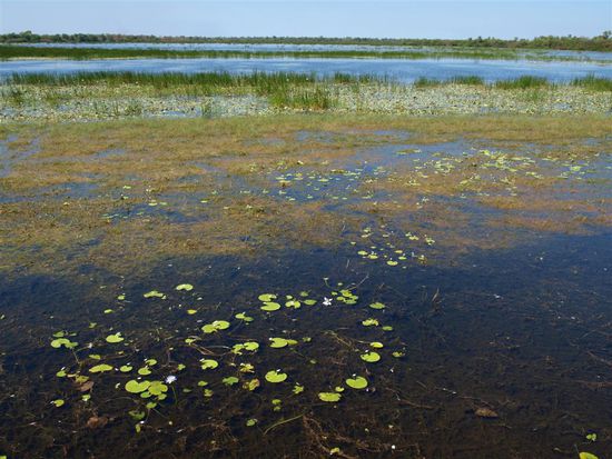 Wetlands