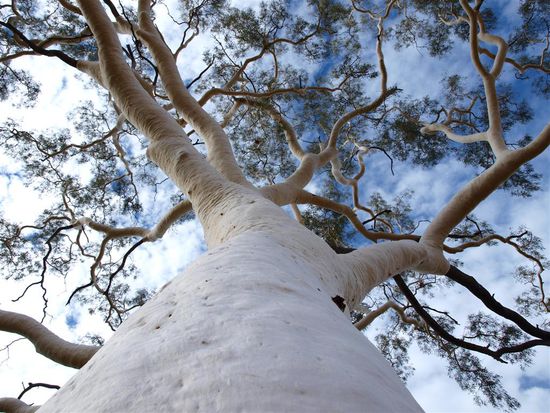 Ghost Gum Baum