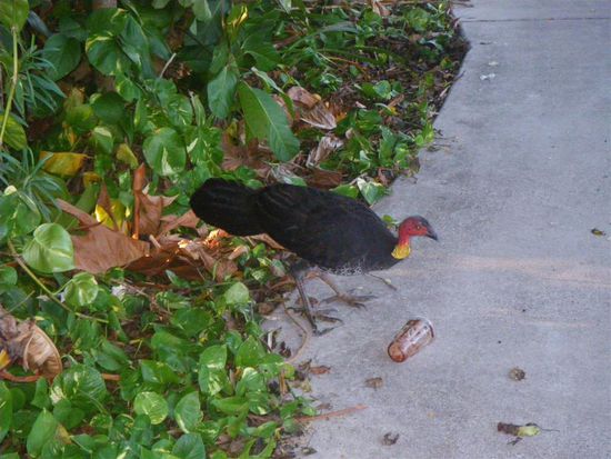 Ein Deutschlandvogel! An der Reihenfolge der Farben muss noch gearbeitet werden.