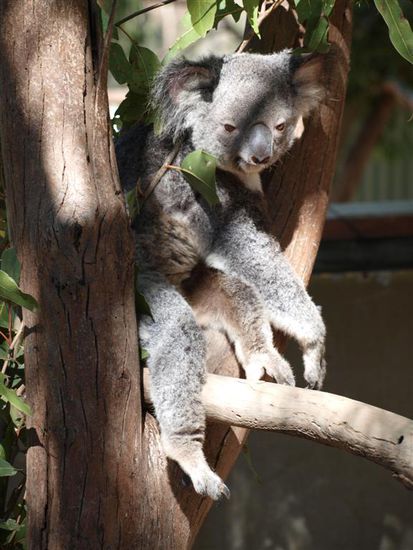 Koala ein wenig wach!