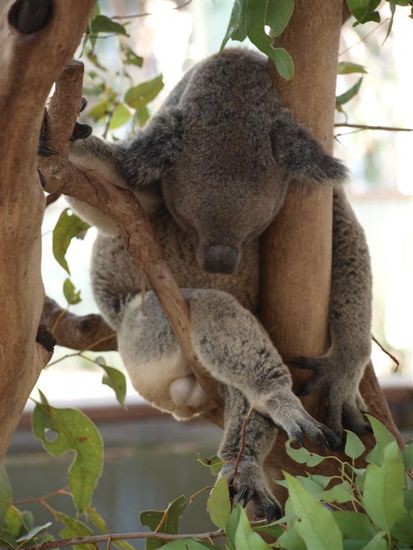 Koala in typischer Haltung. Sie schlafen fast den ganzen Tag und erwachen nur zum Fressen.
