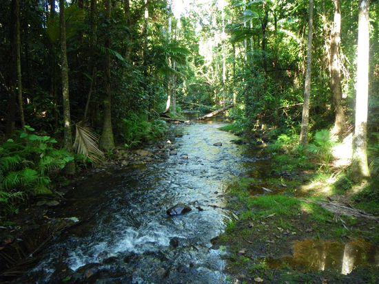 Wanderweg durch den Regenwald