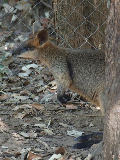 Wallaby