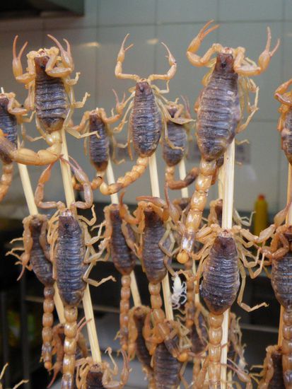 Die armen Skorpione lebten noch und waren mit Klebstoff am Spiess befestigt.