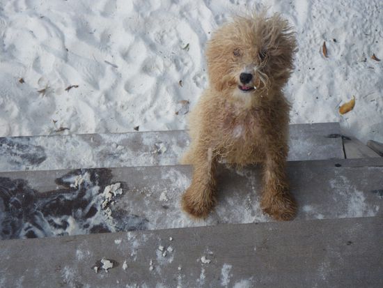 Wusel...einer der fuenf Inselhunde.