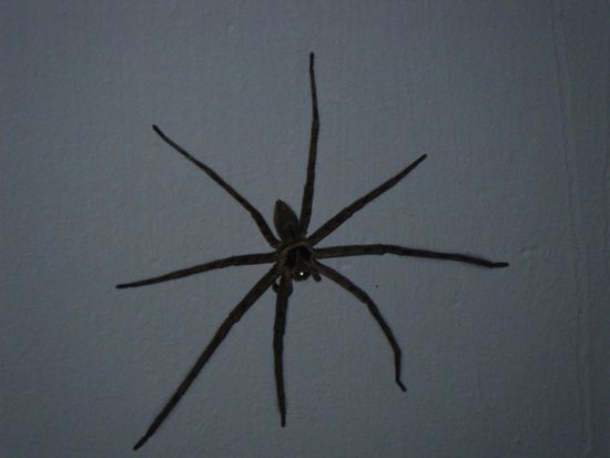 Dieses Tierchen fanden wir Abends in der Toilette.