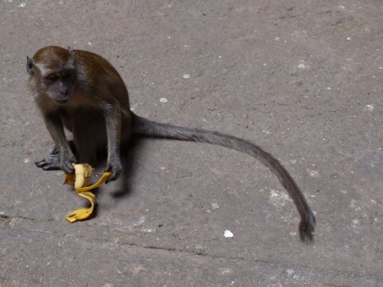Die Affen gehoeren zu den Hoehlen und werden von den Besuchern gefuettert.