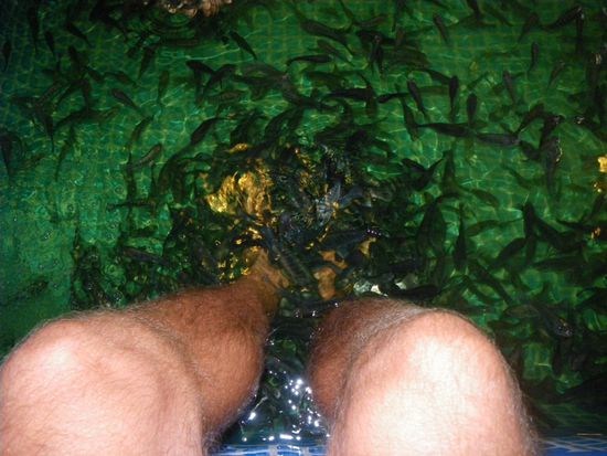 Ein neuer Wohlfuehltrend, den man in KL in einer Mall in Anspruch nehmen kann. Angeblich sehr gesund. Am Anfang kitzelt es vor allem sehr.