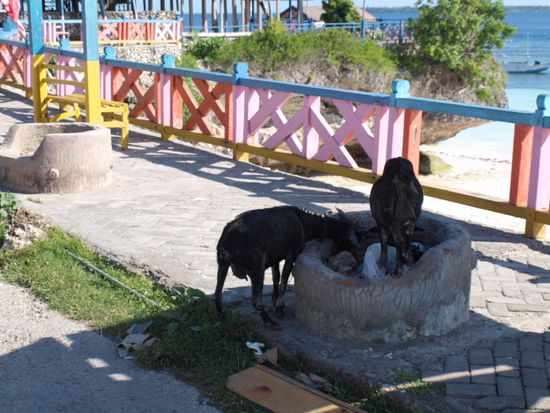  Nicht viele Gaeste, aber dafuer viele Ziegen!