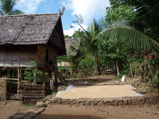 Vor den Hauesern wird hier der geerntete Reis getrocknet.